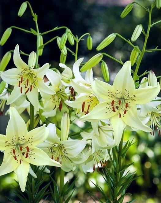 Lilium Asiatic 'Sweet Surrender'